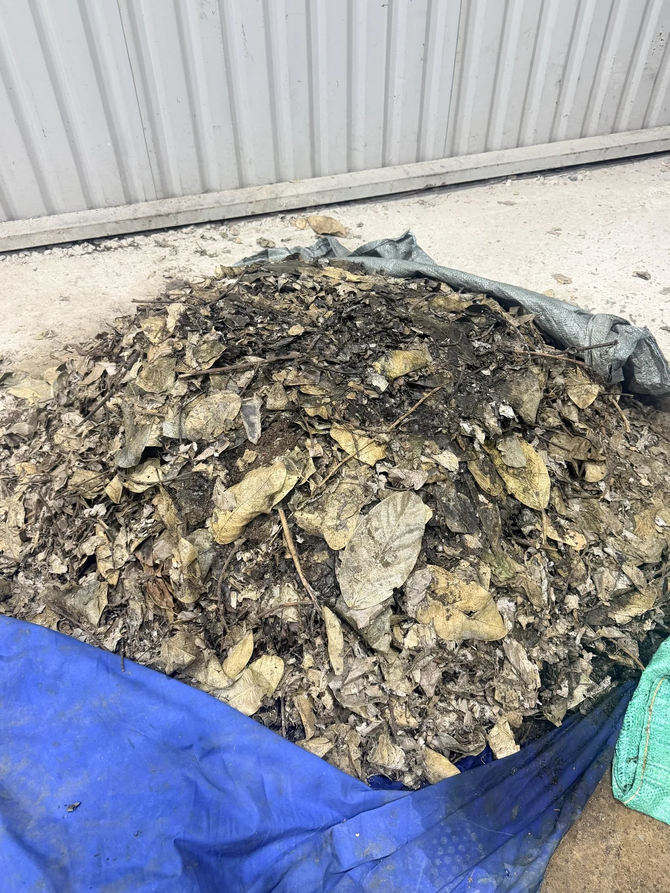 Composting leaf pile after seven days from supplied CirBE materials
