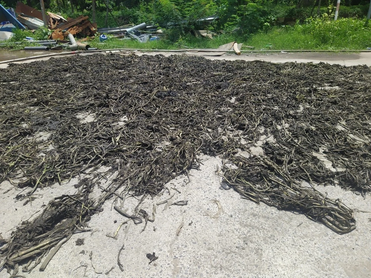 Water hyacinth feedstock supplied for the CirBE pilot